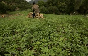 Marruecos debate la legalización del cannabis