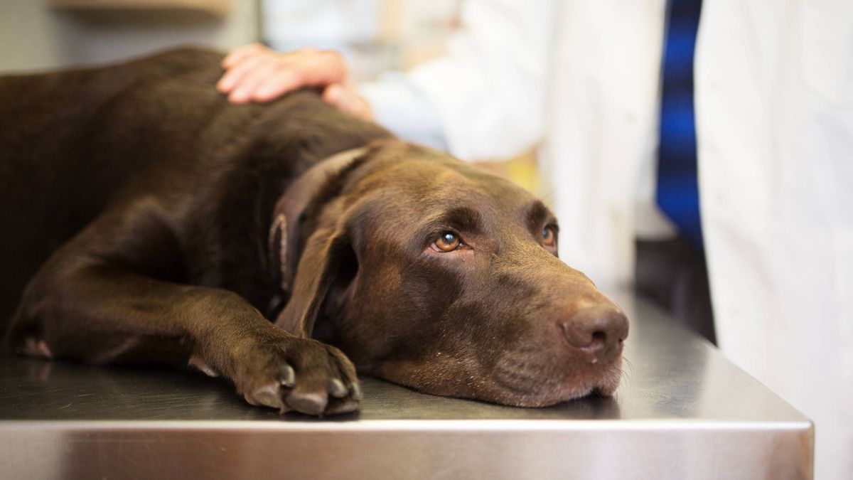 Empresas que dan permisos laborales para ir al veterinario y ayudas para adoptar animales