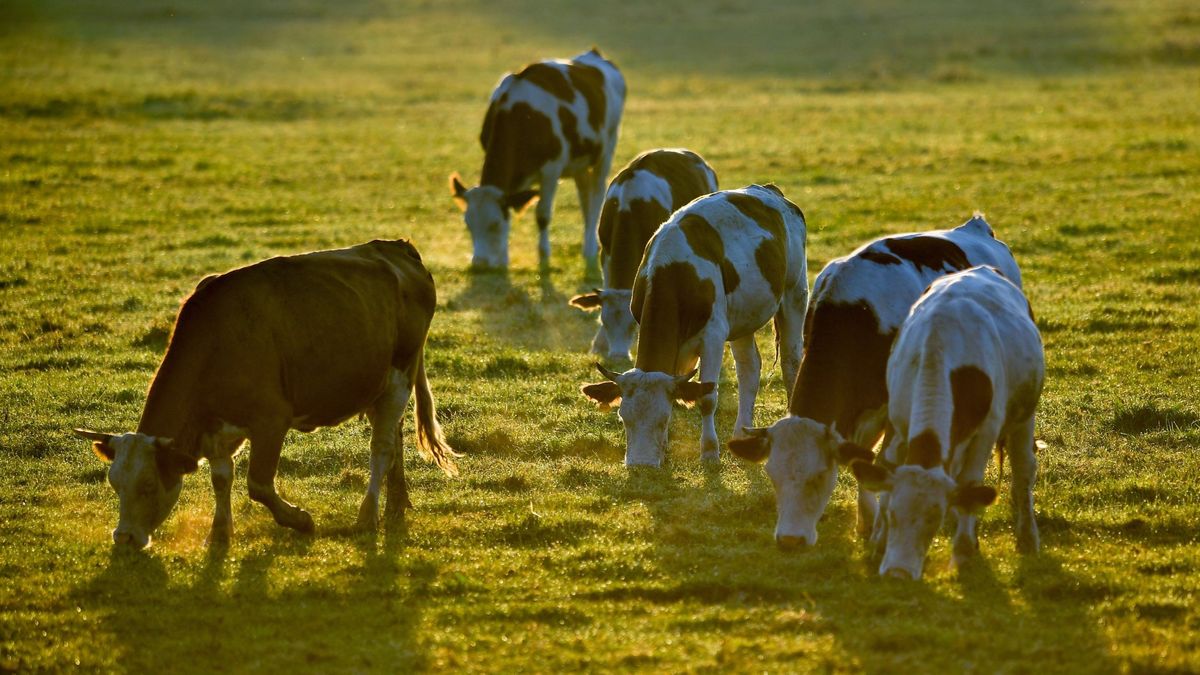 Un grupo de vacas ataca a un excursionista cuando paseaba por Ordesa