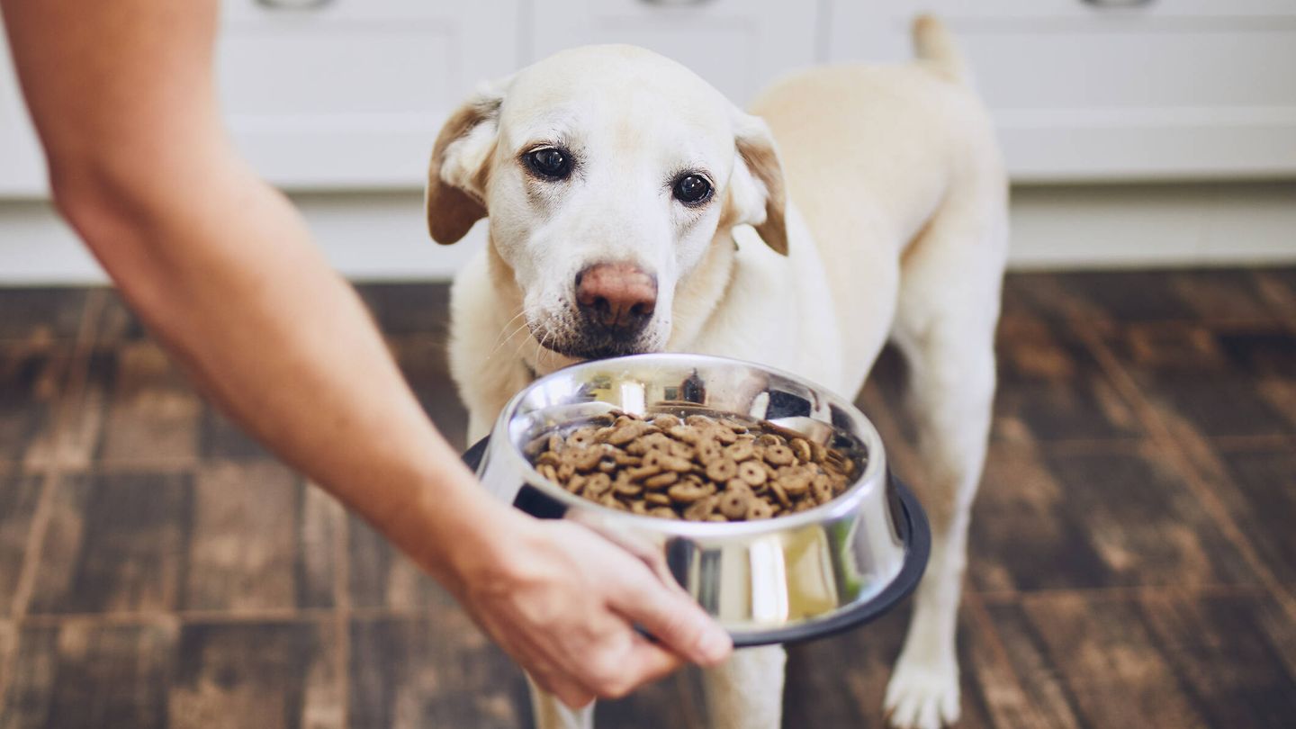 Los perros deben consumir alimentos adecuados para su organismo