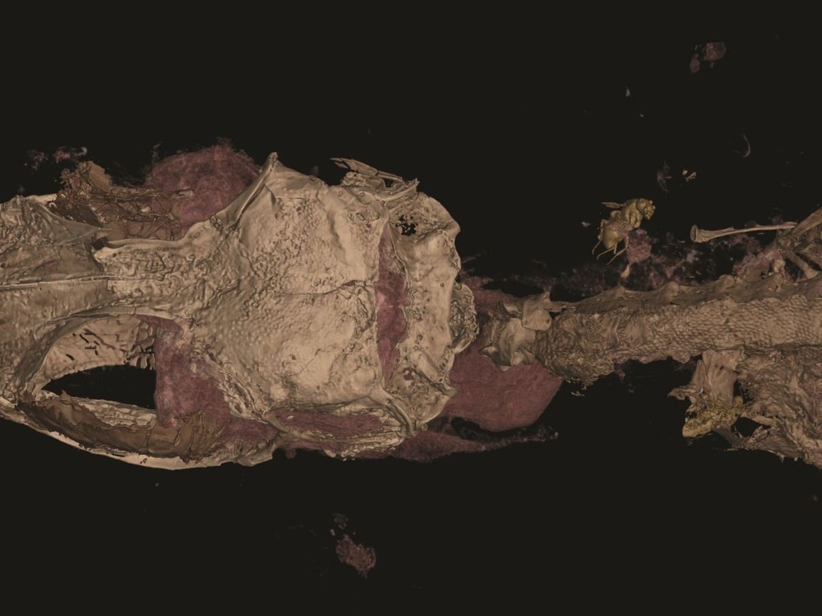 Foto: El nombre original que se otorgó al espécimen es el de Oculudentavis khaungraae (EFE/Institut Català de Paleontologia Miquel Crusafont)