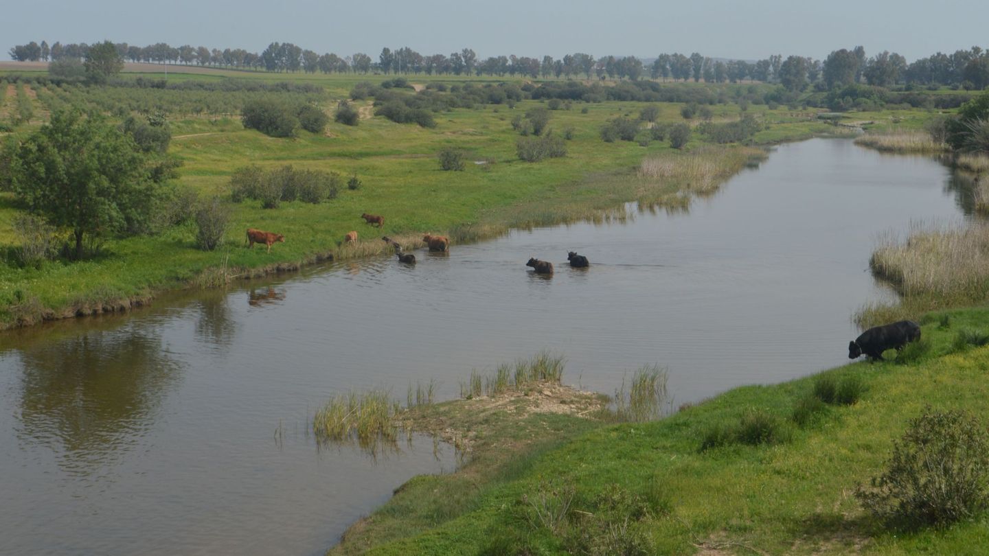Una manada de toros cruza el río Guadiamar en Aznalcóllar, en una zona restaurada tras el vertido de la mina. (EFE/Fermín Cabanillas)