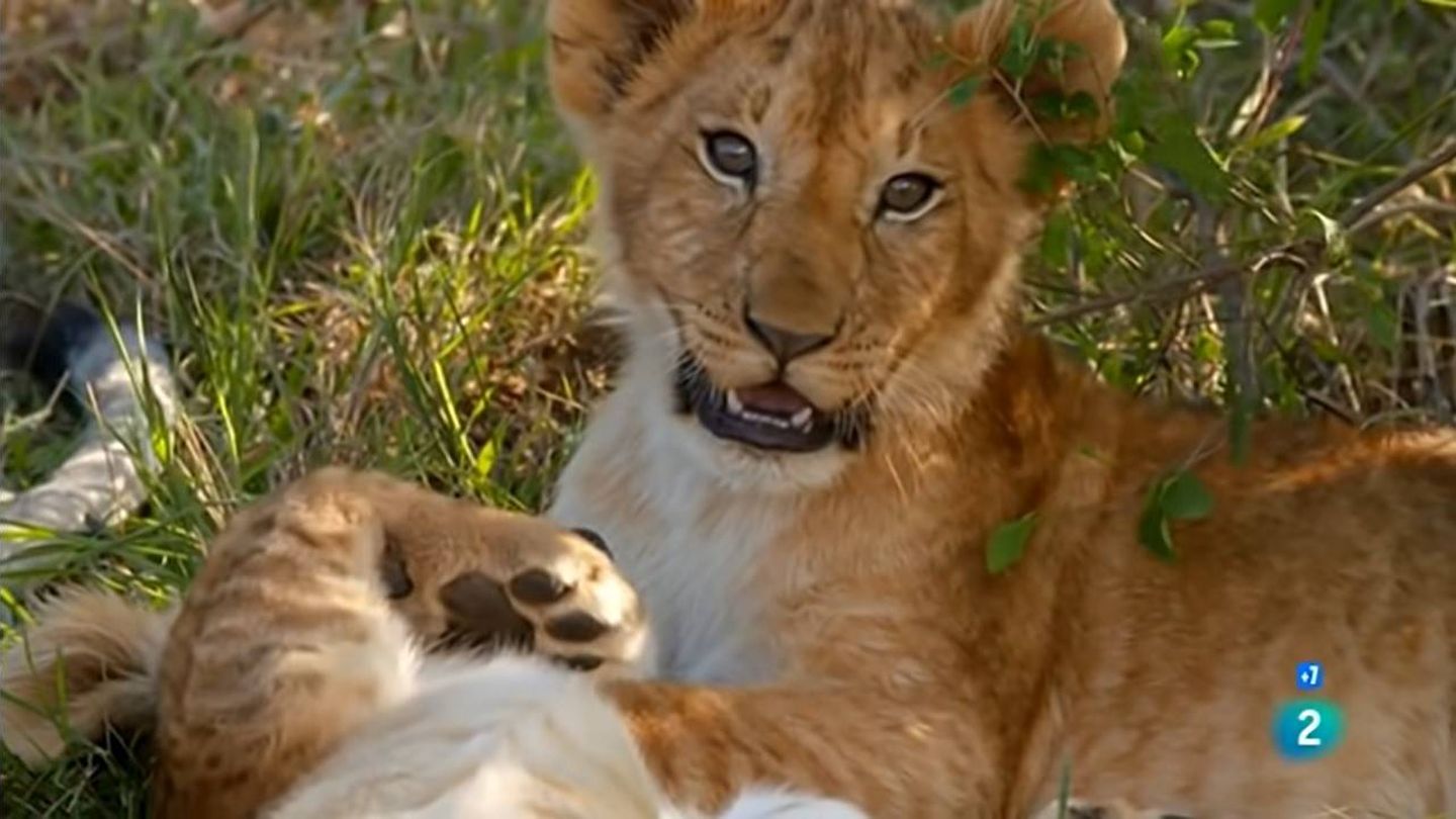 Cachorros de león en la serie documental 'El rey de la sabana'. (TVE)