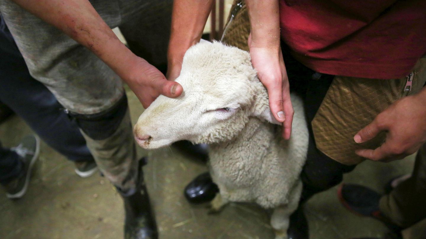 Sacrificio ritual de una oveja. (Reuters)