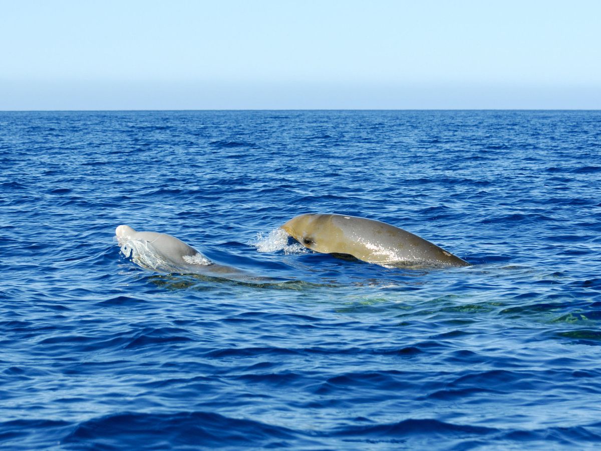 Foto: Ejemplares de zifio de Cuvier. Foto:  EFE Carolina A.Castro Cortesía Sea Shepherd 