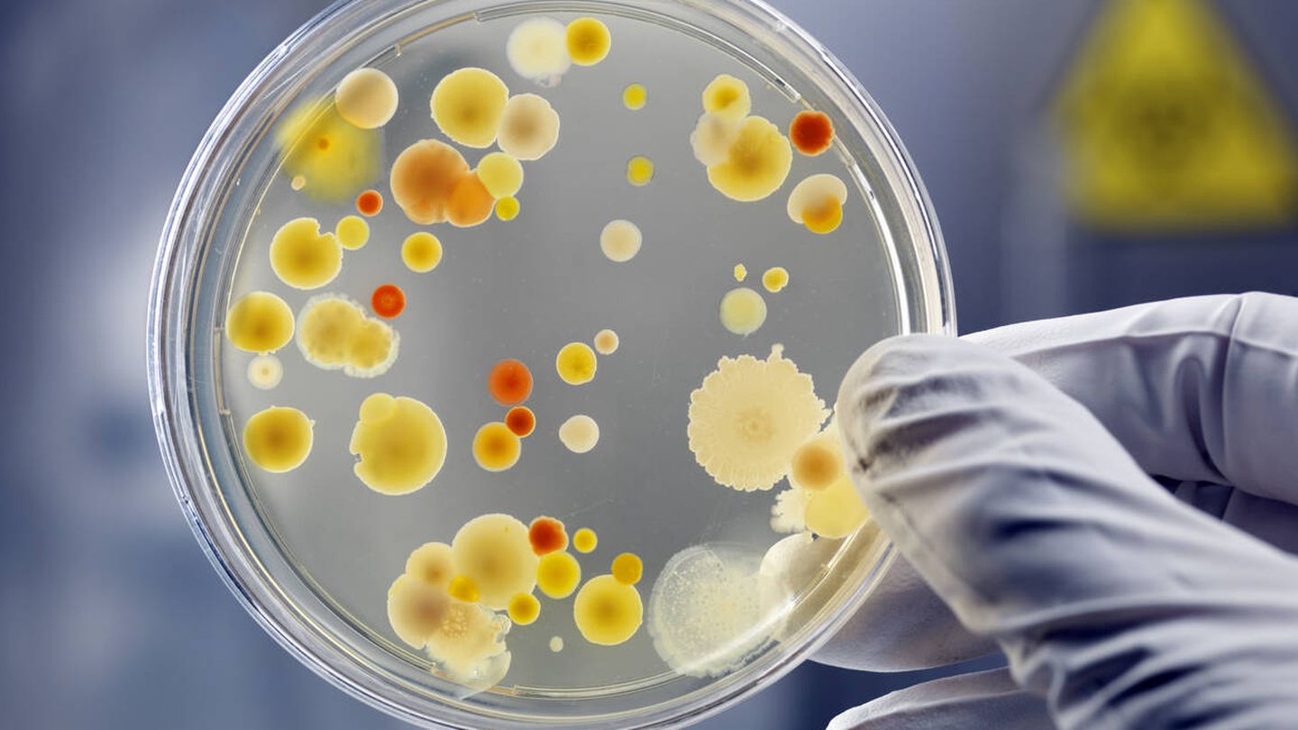 Cultivo de bacterias en una placa de Petri.  (iStock)