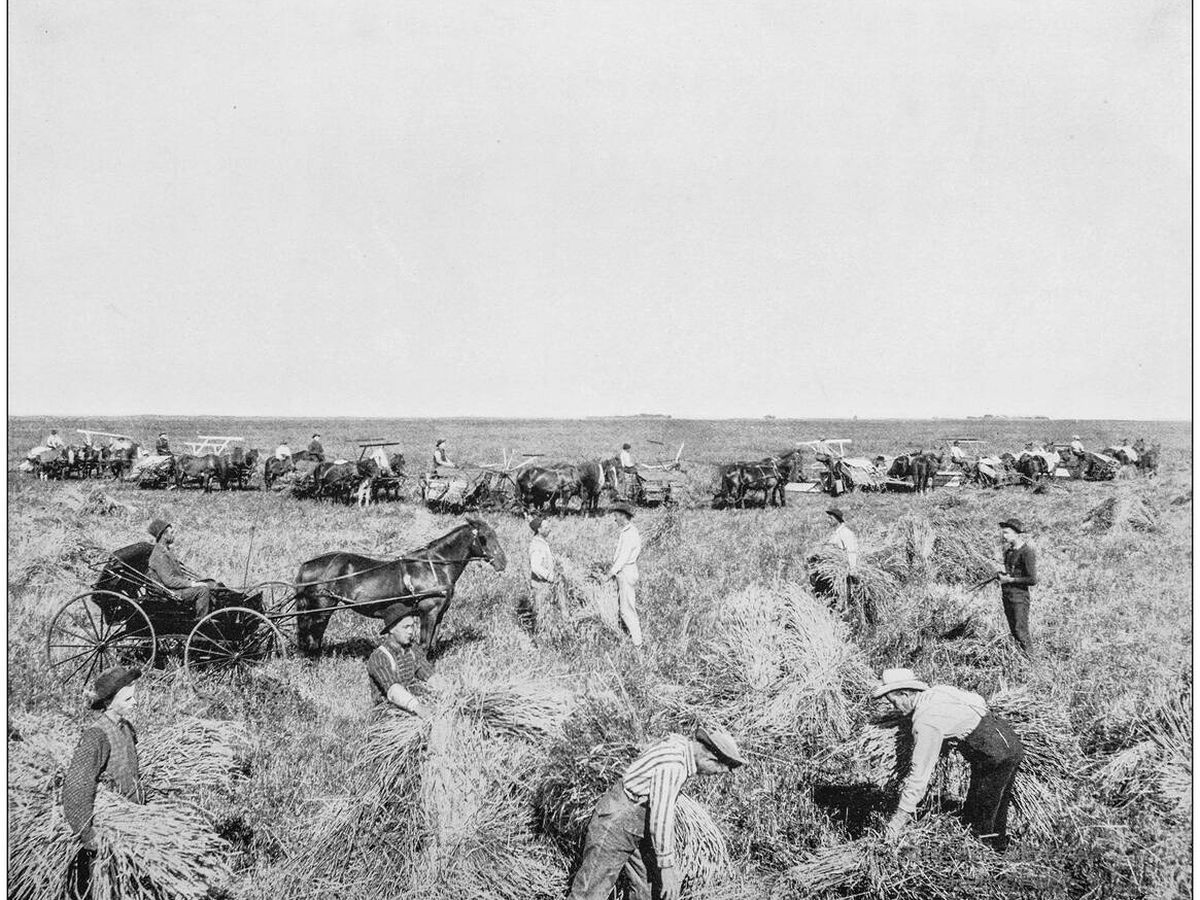 Foto: Trabajadores en un campo de trigo. (iStock)