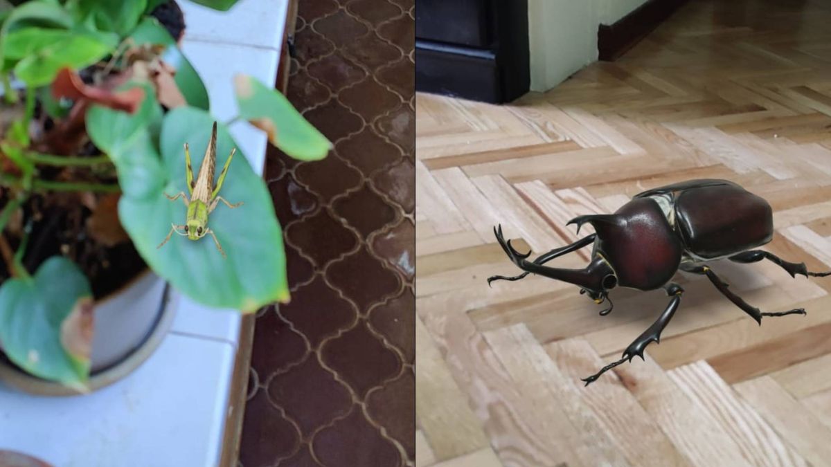 Así funciona la 'app' de Google para ver todo tipo de insectos en 3D