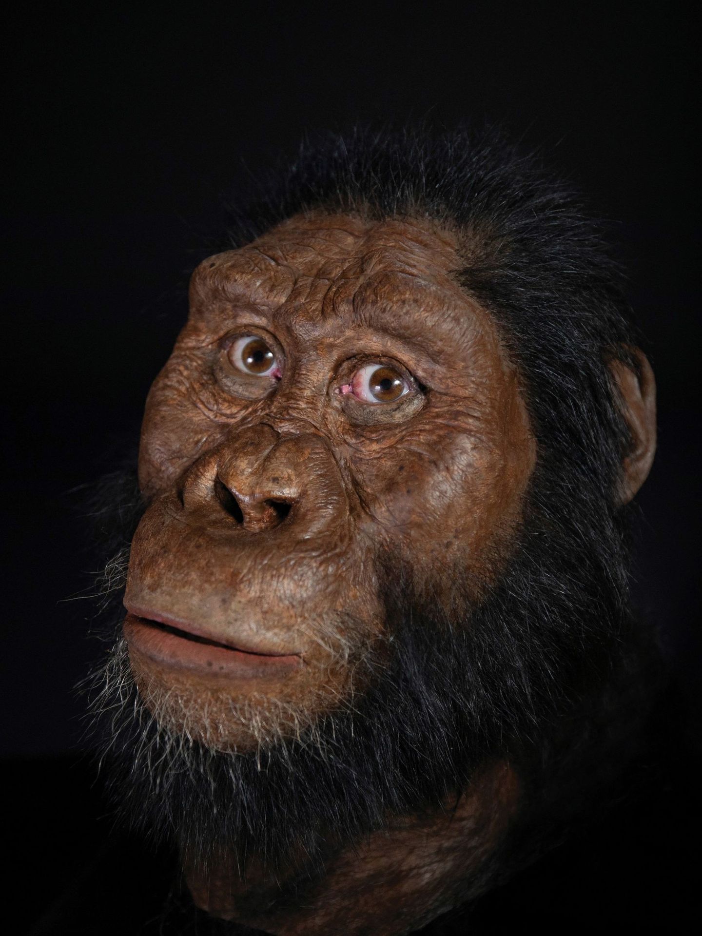 Posible reconstrucción facial del Australopithecus Anamensis. (EFE)