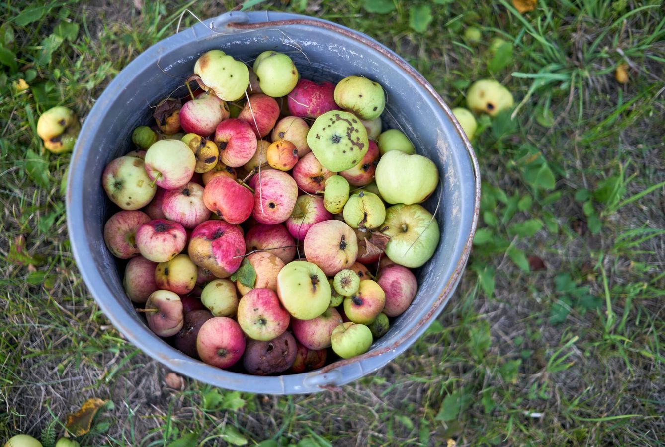 Producto de una plantación ecológica de manzanas. Unsplash
