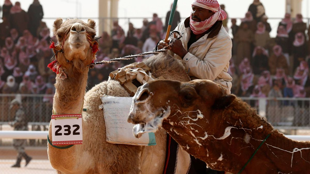 La crueldad de los concursos de camellos en Arabia Saudí: botox, hormonas y cirugía