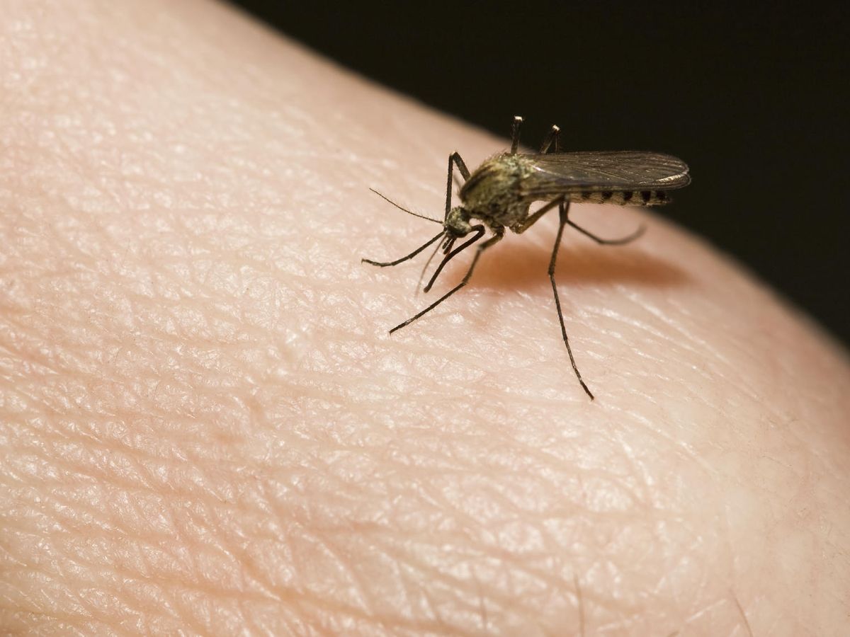 Foto: Un científico explica el truco infalible para que dejen de molestarte las picaduras de mosquito en verano. (iStock)