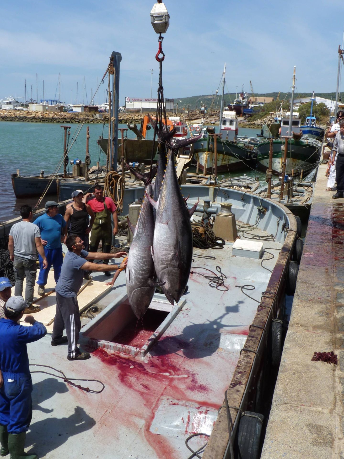Descarga de atún rojo en Barbate tras la matanza en la almadraba. (M. García Rey / ICIJ)