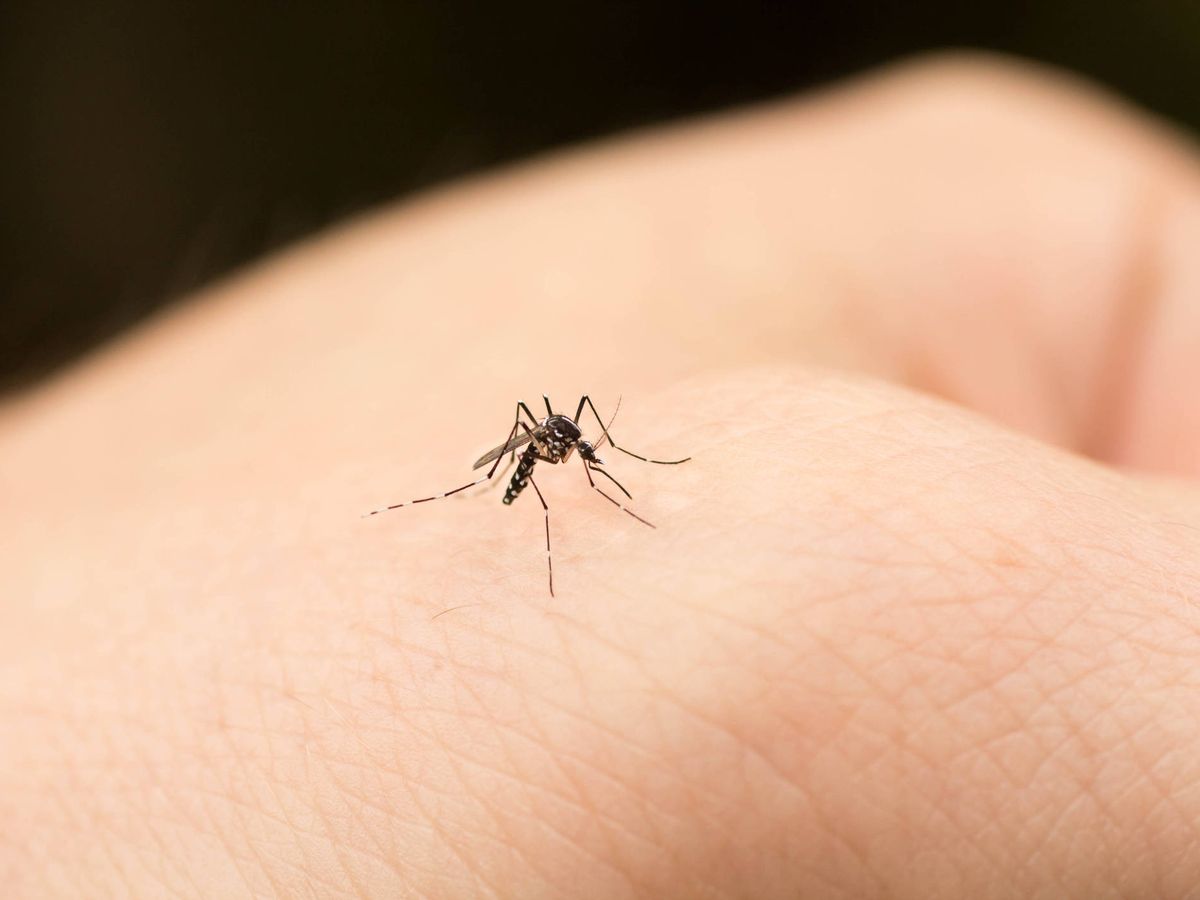 Foto: Conseguir evitar las picaduras de mosquito no siempre es fácil (iStock)
