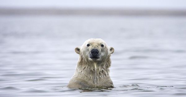 Foto: Un oso polar juega en el agua de Alaska después de haber migrado de su hábitat natural por el cambio climático. (EFE)
