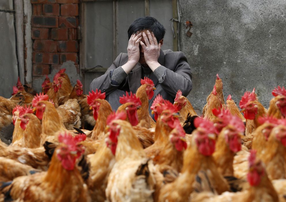 Foto: Un ganadero chino cubre su rostro ante sus pollos en la provicincia china de Zhejiang. (Reuters)