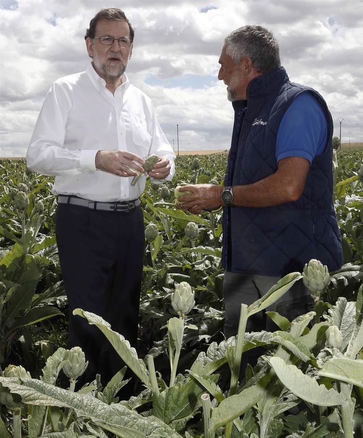 Foto: Mariano Rajoy, durante la visita a una finca de cultivo de alcachofas. (EFE)