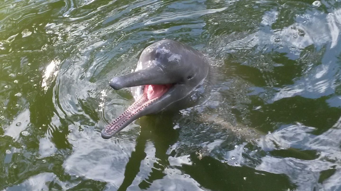 Los delfines son mamíferos muy sensibles