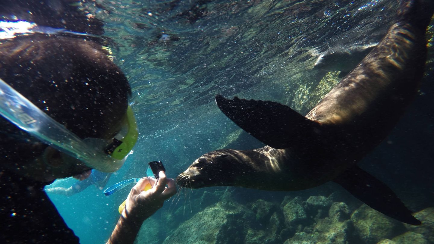 Un león marino nada con una turista en la isla de Santa Cruz en las Galápagos. (Reuters)