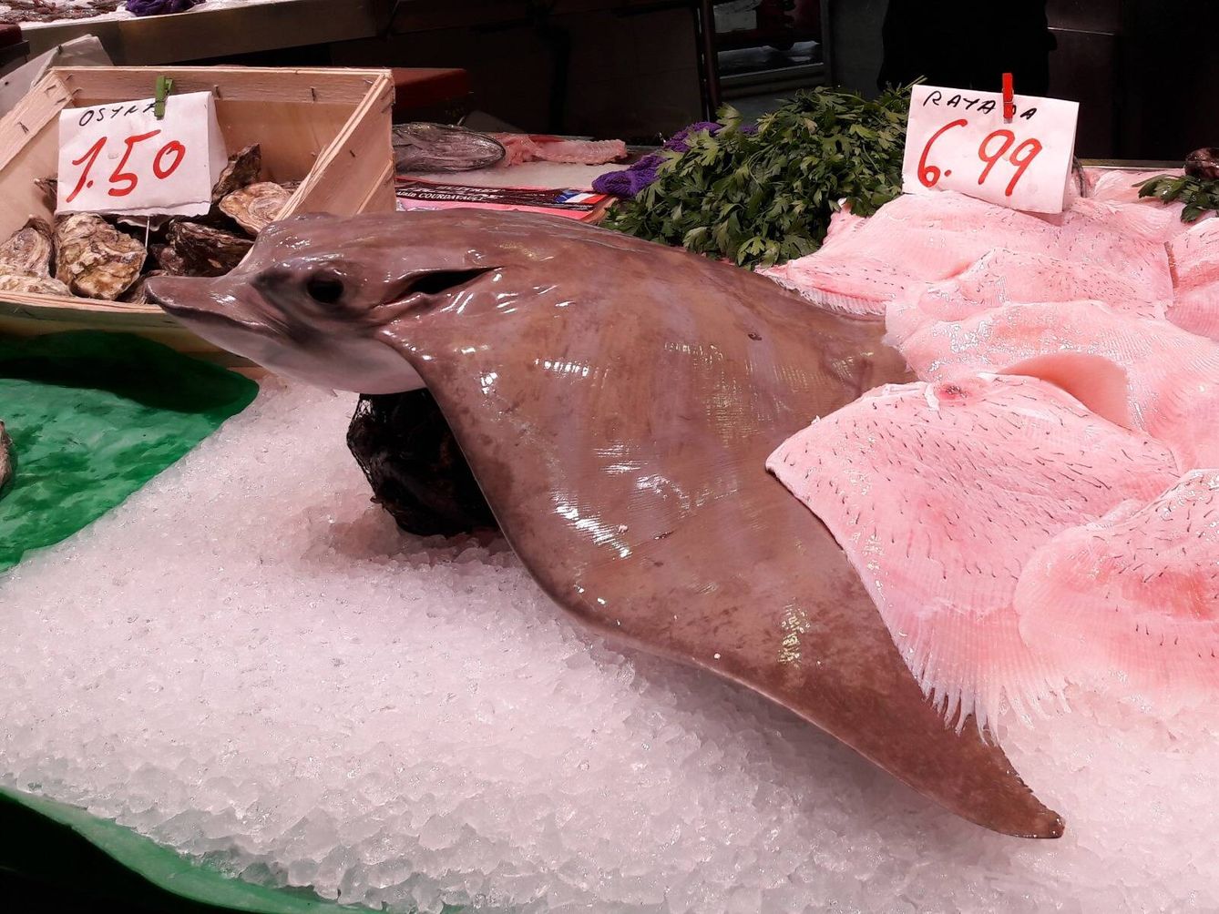 Un ejemplar de pez obispo, en peligro crítico de extinción, en un mercado catalán. (Claudio Barría)