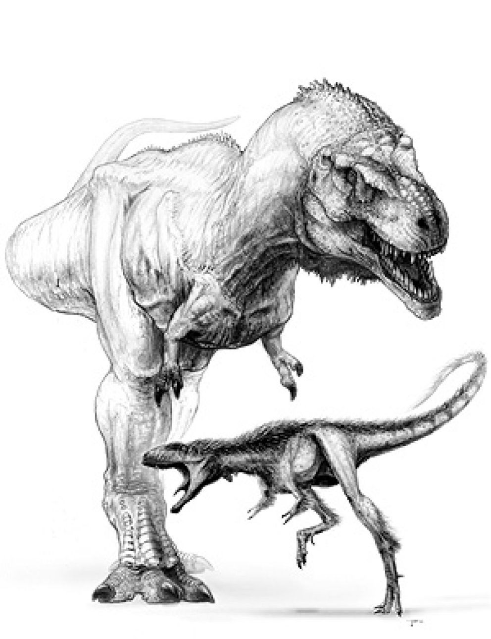 Foto: ‘Raptorex’, el pequeño abuelo depredador del T Rex