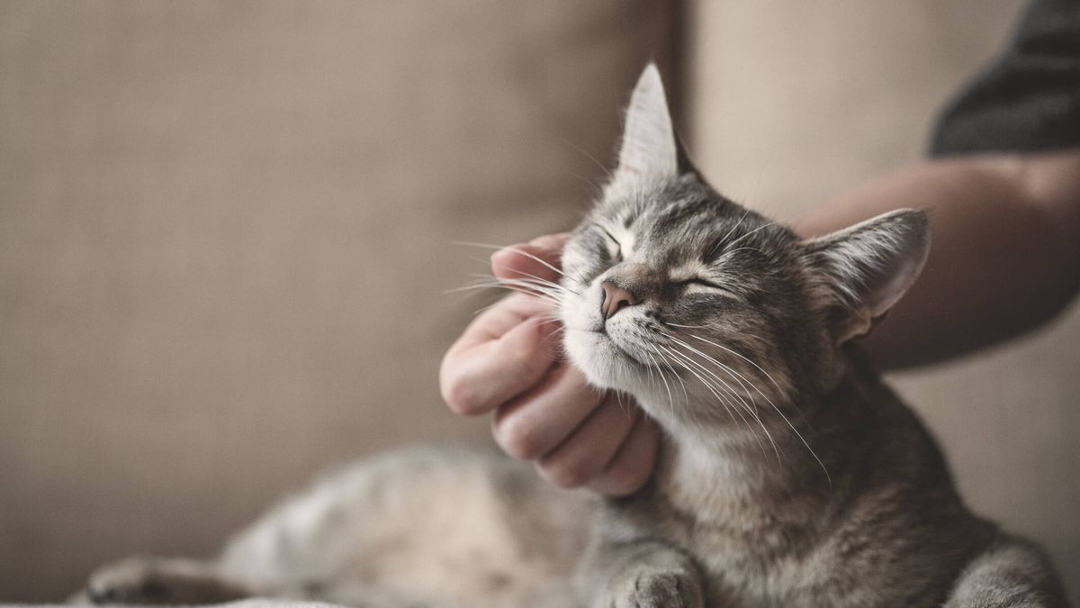 Por qué te araña tu gato (y cómo evitar que suceda)