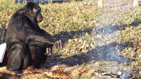 Masterchef primate: los chimpancés también juegan a las cocinitas