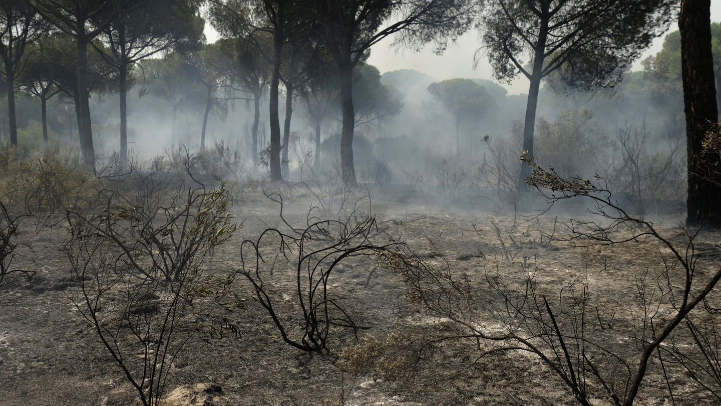 [Pinche aquí para ver las imágenes del incendio del entorno de Doñana]