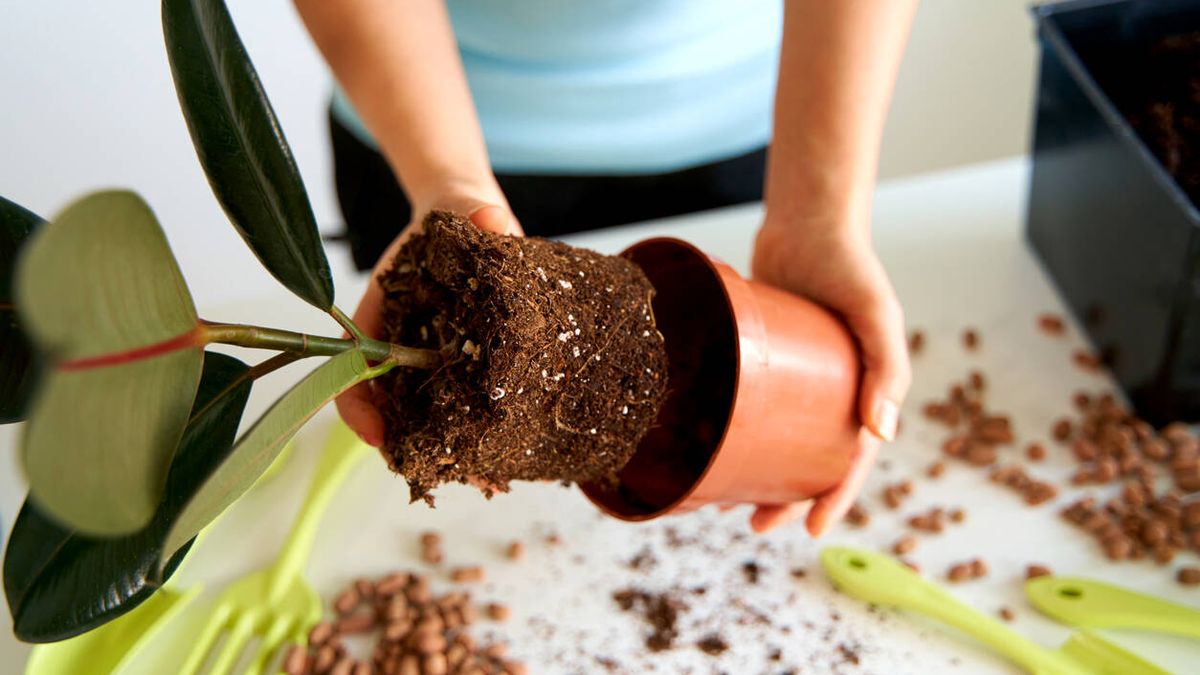 Trucos y consejos para cambiar una planta a una maceta más grande: paso a paso