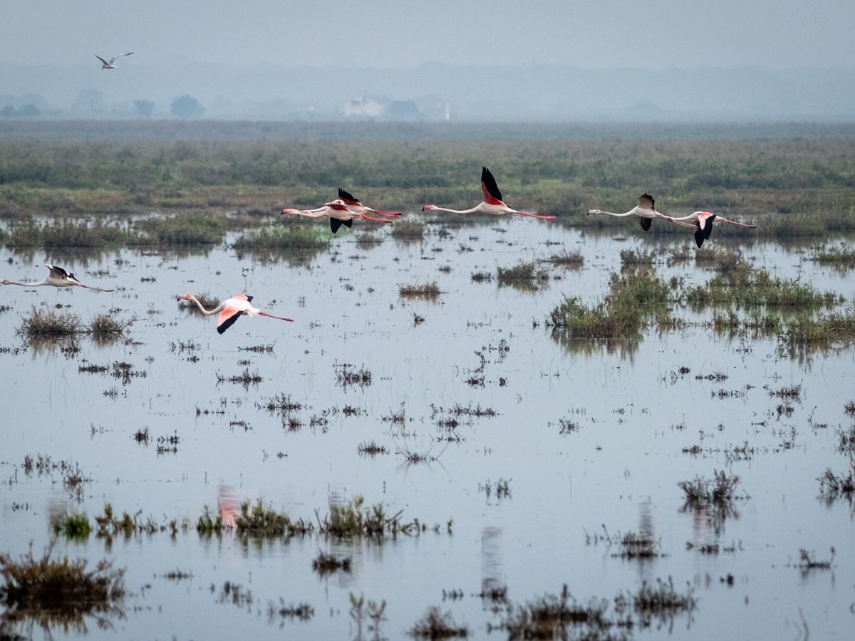 La Estación Biológica valora que Doñana "no ha salido del momento crítico" pese a las lluvias de marzo y abril