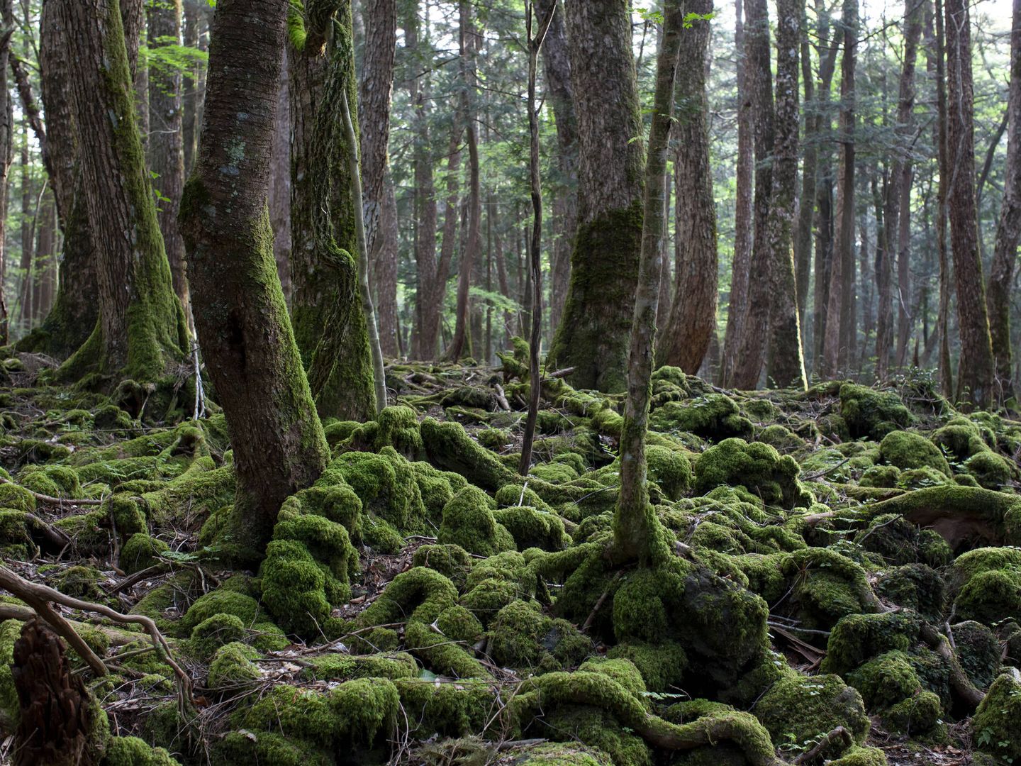 El Bosque de los Suicidios de Aokigahara. (iStock)