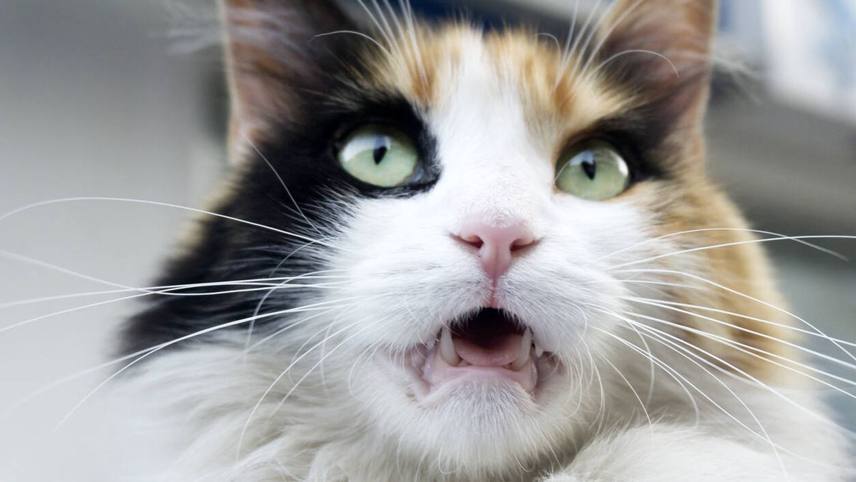 ¿Por qué los gatos dejan la boca abierta después de oler algo?