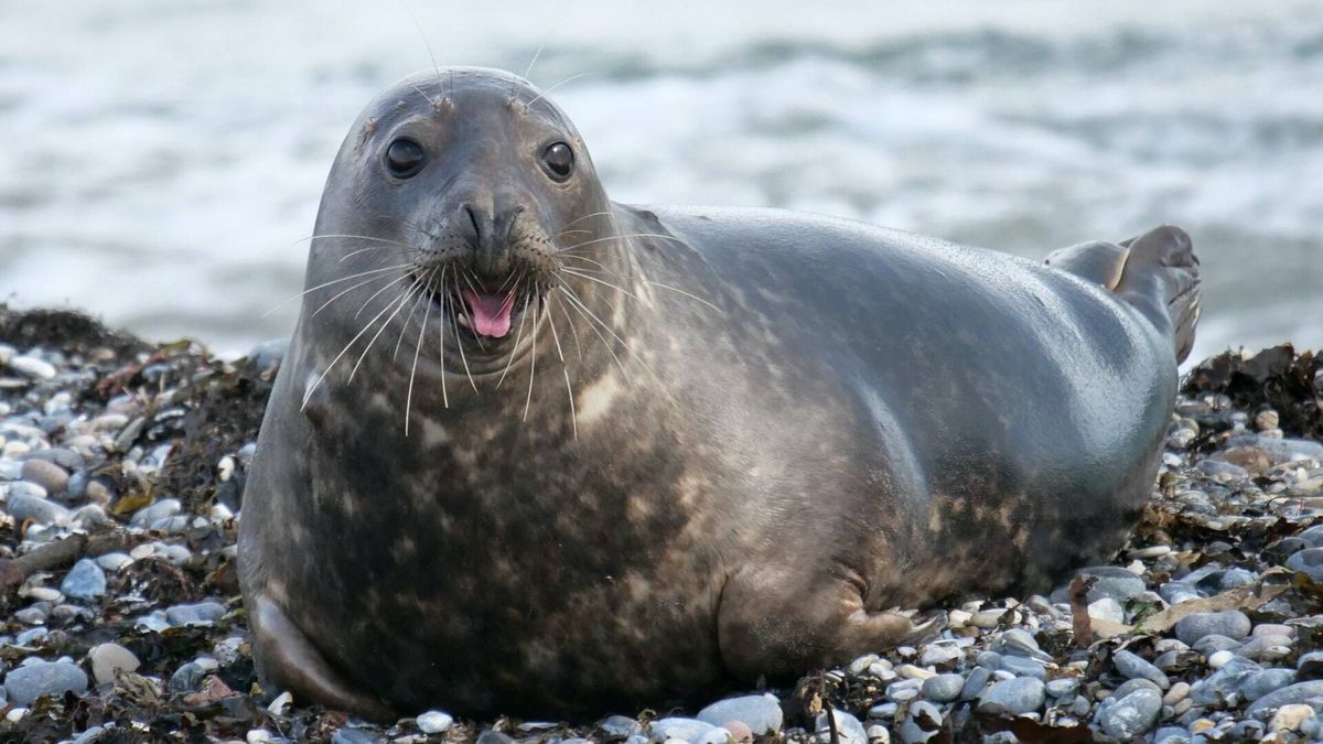 Un pescador mata en Grecia a Kostis, una foca muy querida que sobrevivió a un tifón