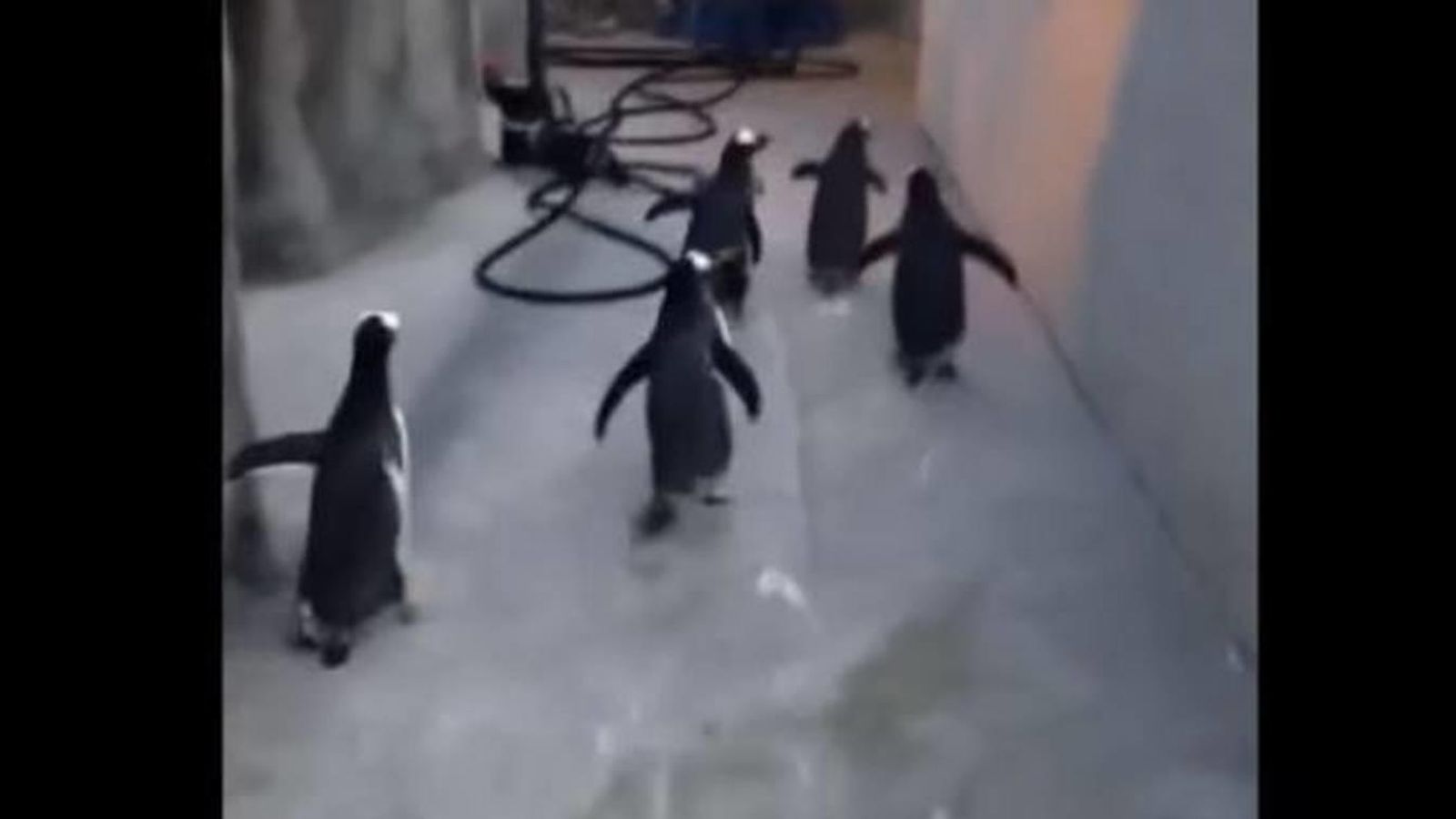 Foto: Los pingüinos intentaron escapar del zoo de Odense