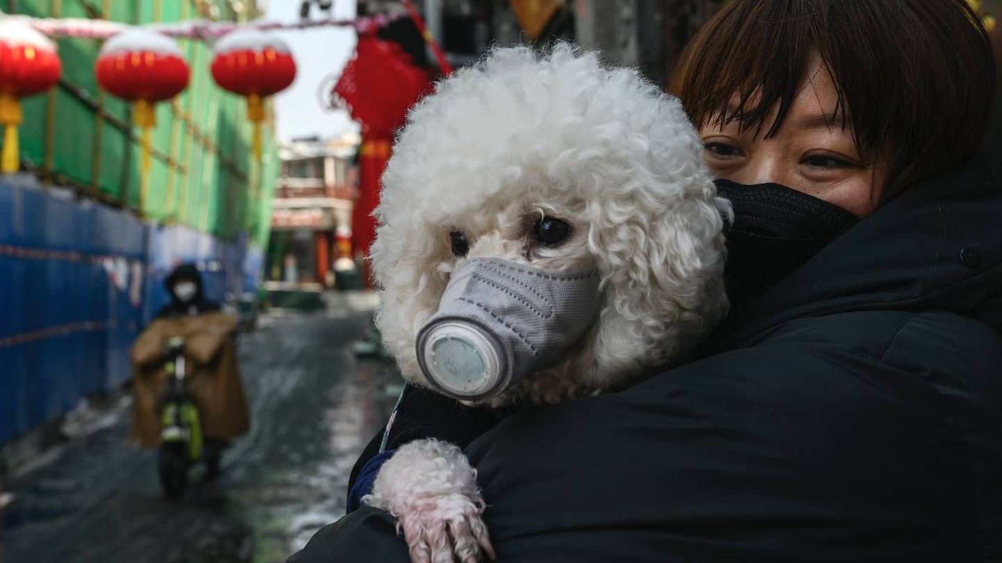 Un perro con una mascarilla en China. (Getty)