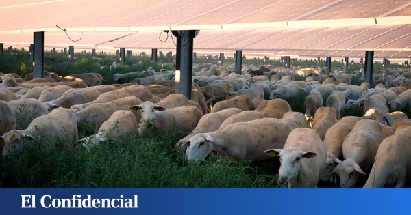 www.elconfidencial.com