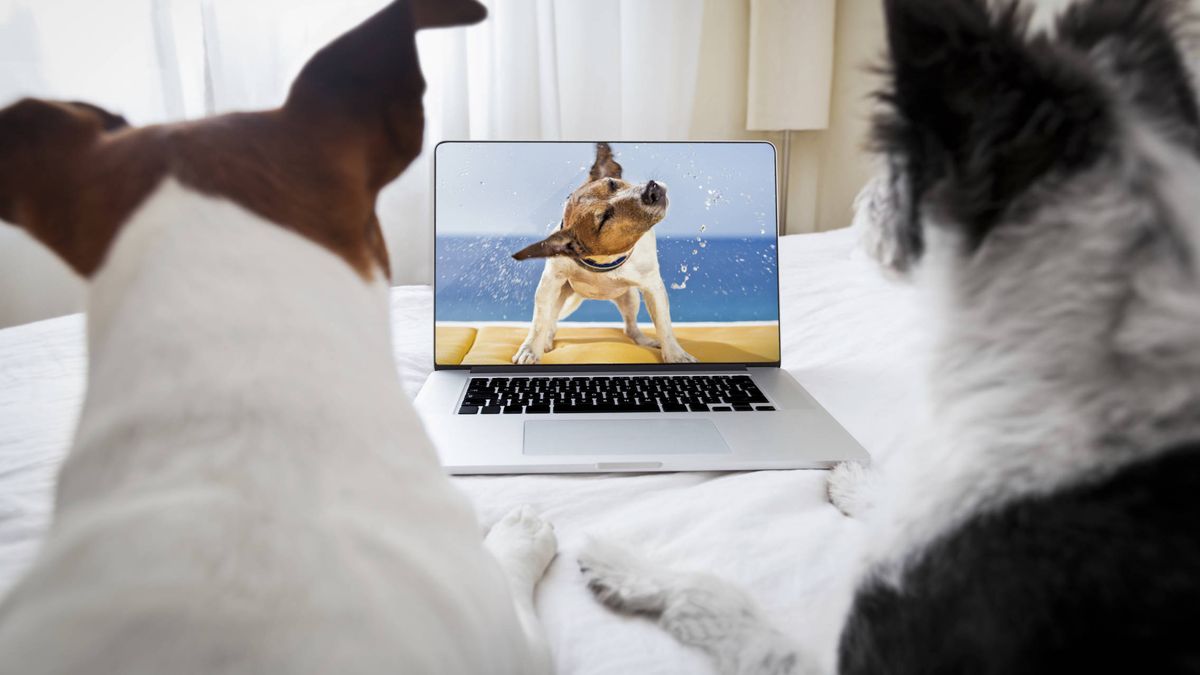 ¿Es bueno o perjudicial que los perros vean la televisión? Esto es lo que dice los expertos
