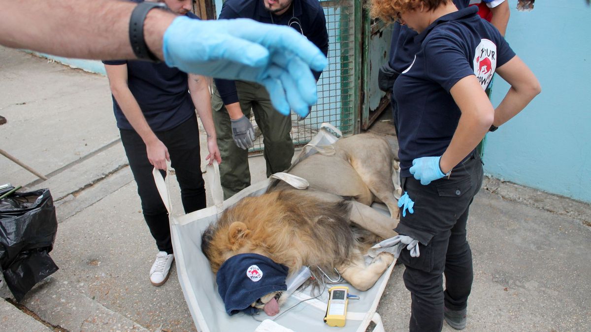Una ONG rescata en Albania a 12 animales de uno de los peores zoológicos de Europa