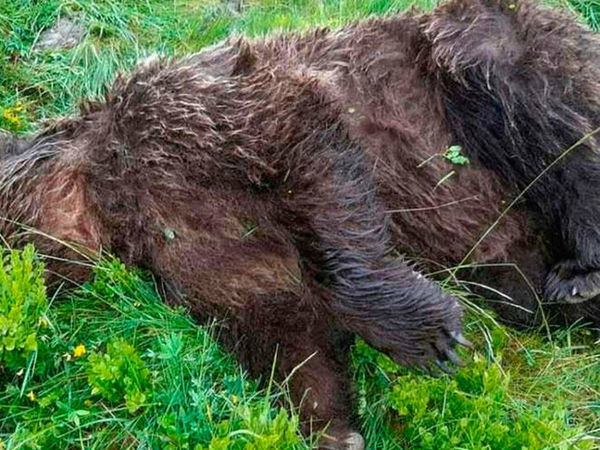 Foto: El oso apareció muerto este martes 9 de junio en el Pirineo francés (Foto: Twitter)