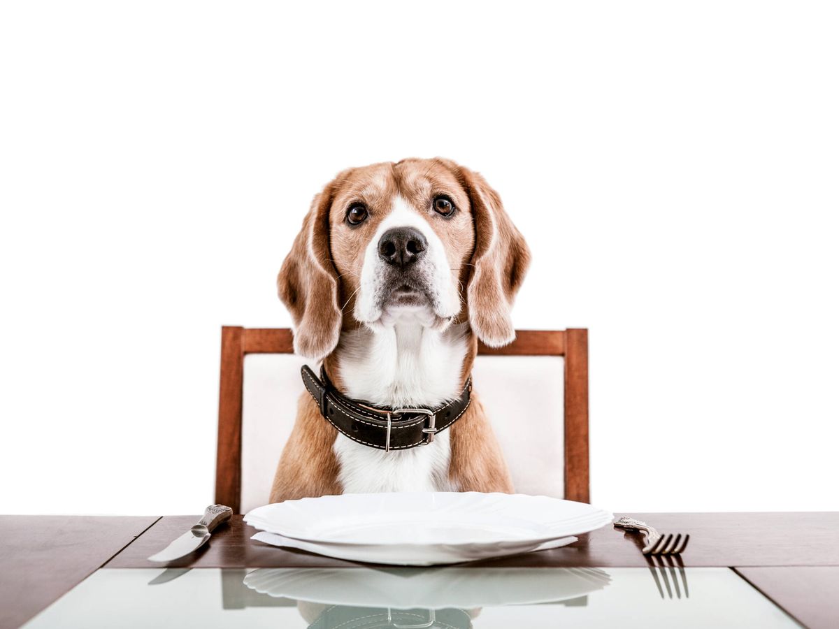 Foto: Evita que tu perro pida comida en la mesa con estos sencillos trucos (iStock)
