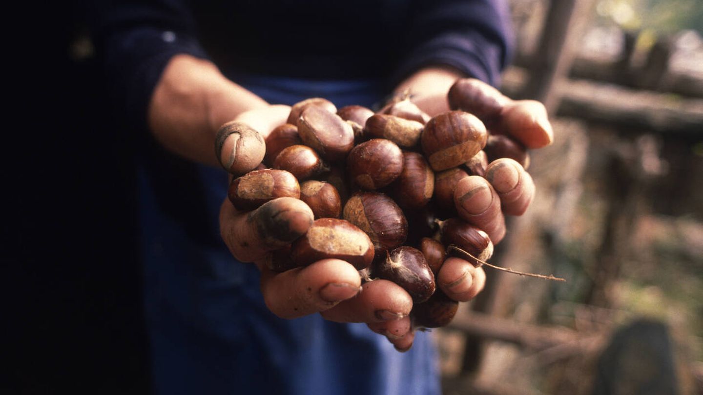 Una mujer muestra en sus manos un puñado de castañas recién cogidas. Fuente: iStock.