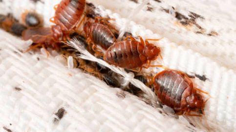 Por qué hay una alerta de chinches en España y en qué se diferencian de las pulgas