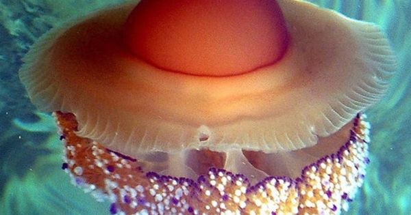Foto: La medusa huevo frito, uno de los problemas en el Mediterráneo (Europa Press)