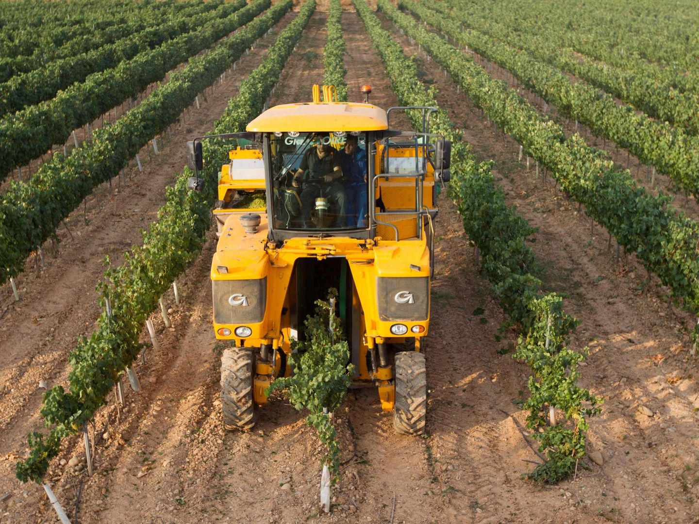Los cultivos en el campo andaluz y extremeño están cada vez más mecanizados. (EFE)
