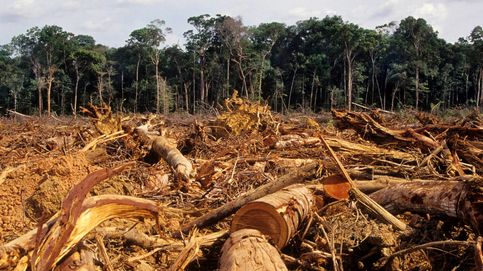 364 científicos piden más ambición a la UE contra la deforestación importada