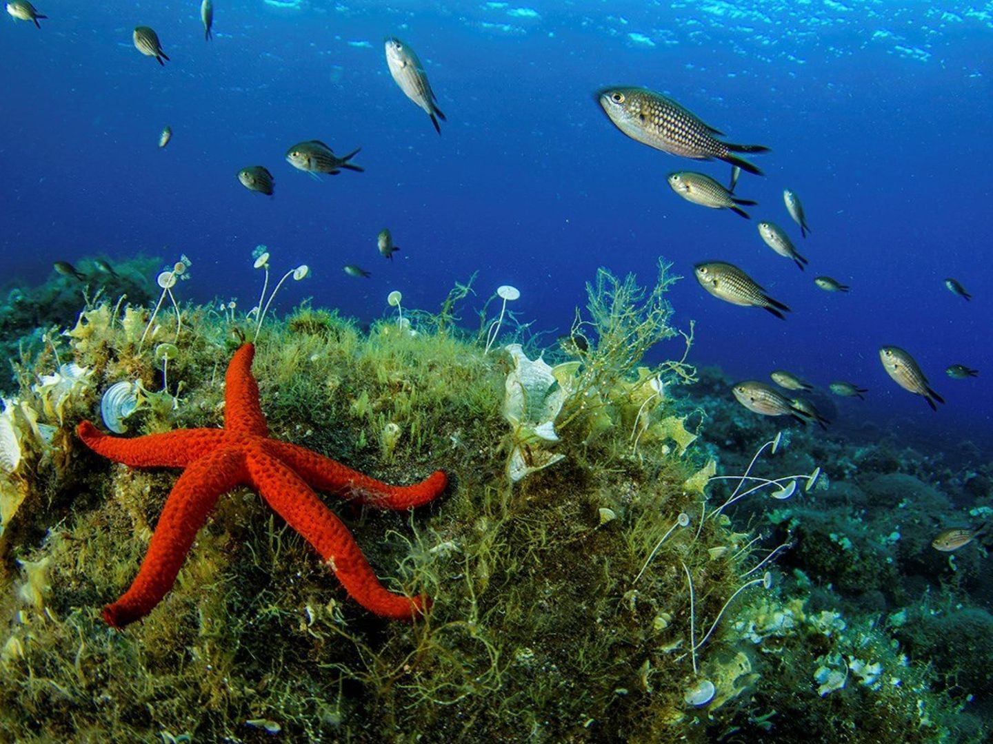 Oceana alerta de las graves consecuencias de la sobrepsca para la biodiversidad marina (Ocena)