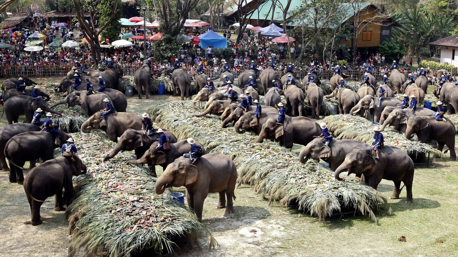 Foto: El día del Elefante en Tailandia, el 13 de junio. (Reuters)