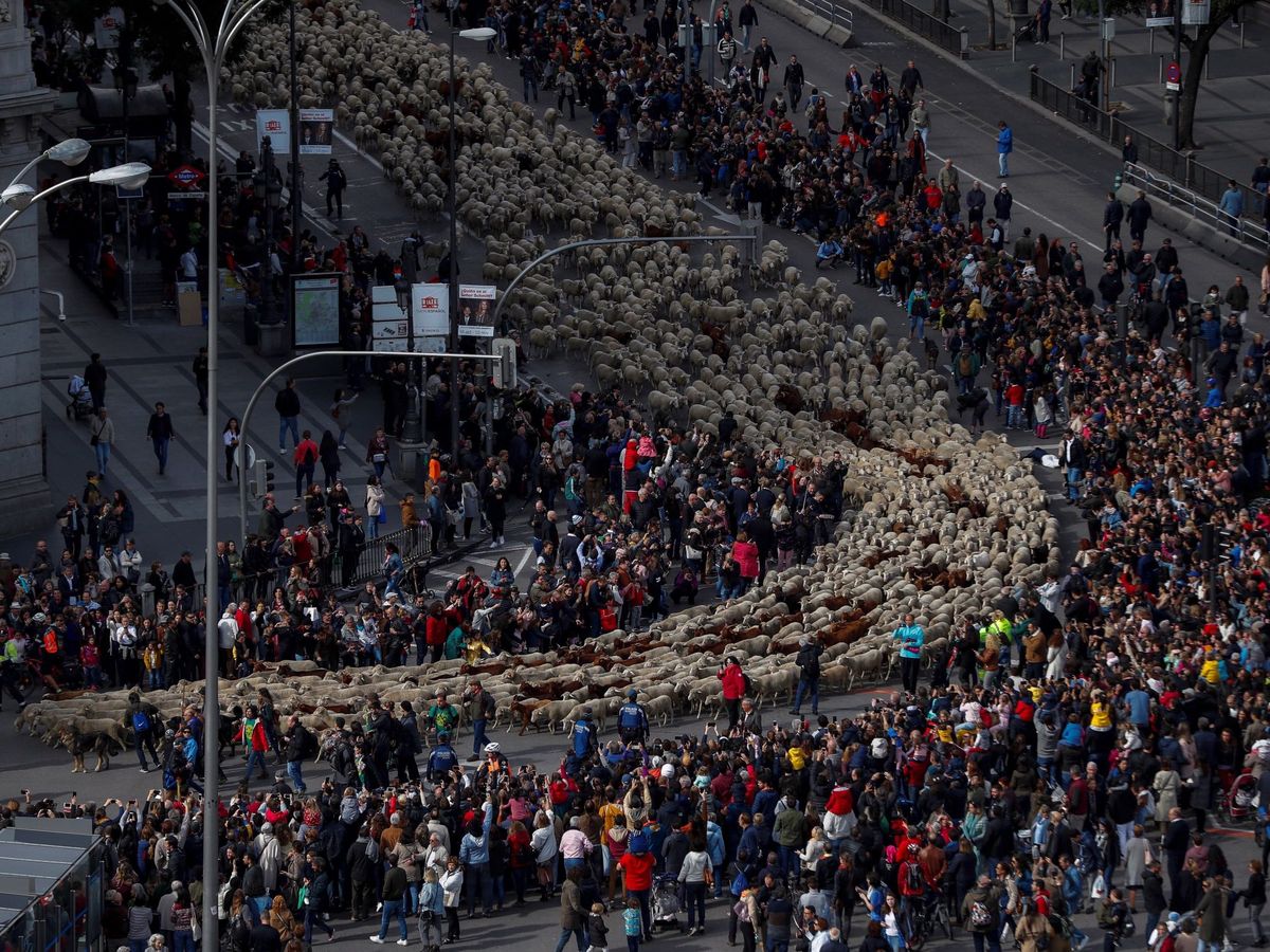 Foto: Cientos de ovejas atraviesan las calles del centro de madrid en la fiesta de la trashumancia