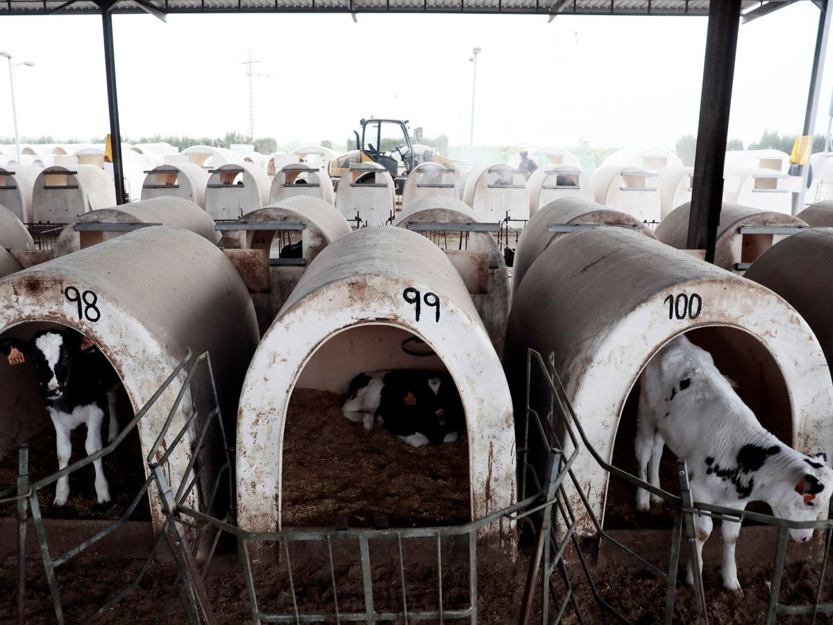 Foto: Vista general de la granja More Holstein en Bétera. (EFE/Ana Escobar)