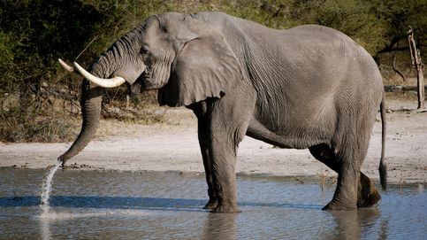 Descubren por qué los elefantes casi nunca desarrollan cáncer